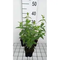 GRDplanten 6 x Pycnanthemum muticum - Pycnanthemum - Topf 9 x 9 cm