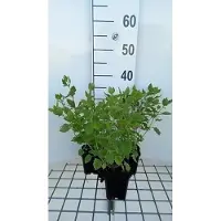 GRDplanten 6 x Calamintha grandiflora ( clinopodium grand.) - Bergminze - Topf 9 x 9 cm