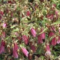 GRDplanten 6 x Campanula hybr. 'Elizabeth' - Bergminze - Topf 9 x 9 cm