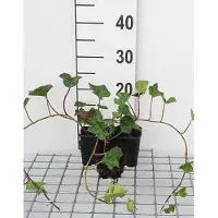 GRDplanten 12 x Hedera hibernica - Irischer Efeu - Topf 9 cm x 9 cm