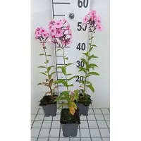 GRDplanten 6 x Phlox (p) 'Herbstwalzer' - Flammenblume - Topf 9 x 9 cm