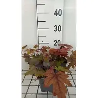 GRDplanten 6 x Heucherella hybr. 'Sweet Tea' - Bastardschaumblüte - Topf 9 x 9 cm