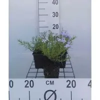 GRDplanten 6 x Phlox (s) 'Emerald Cushion Blue' - Flammenblume - Topf 9 x 9 cm