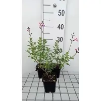GRDplanten 6 x Salvia nem. 'Pink Beauty' - Sternmoos - Topf 9 x 9 cm