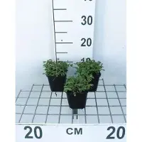 GRDplanten 6 x Sanguisorba off. 'Tanna' - Pimpinelle - Topf 9 x 9 cm