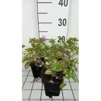 GRDplanten 6 x Lamium mac. 'Roseum' (carneum') - Taubnessel - Topf 9 x 9 cm