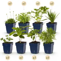 Green Boutiq GreenboutiQ - Staudenpaket - Farbe Weiß - 24 Stauden - Für 3 m2 - Wenig Pflege - Topf 11cm