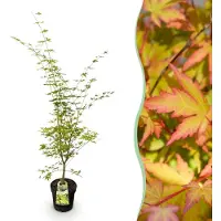 Green Boutiq - Gartenpflanze - Acer palmatum Sangokaku - Japanischer Ahorn - Laubabwerfend - Grün - 1 - Topf 26cm - Höhe 90cm