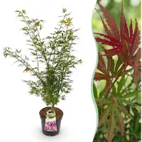 Green Boutiq - Gartenpflanze - Acer palmatum Jerre Swarts - Japanischer Ahorn - Laubabwerfend - Orange-Rot - 1 - Topf 26cm - Höhe 90cm