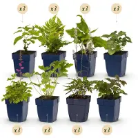 Green Boutiq GreenboutiQ - Staudenpaket - Schatten - 24 Stauden - Für 3 m2 - Wenig Pflege - Topf 11cm
