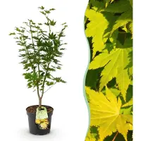 Green Boutiq - Gartenpflanze - Acer palmatum Jordan - Japanischer Ahorn - Laubabwerfend - Gelb - 1 - Topf 26cm - Höhe 90cm