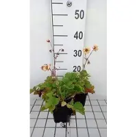GRDplanten 6 x Geum hybr. 'Fluffy Yellow' - Nelkenwurz - Topf 9 x 9 cm