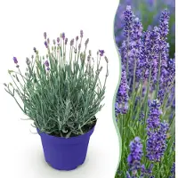 Green Boutiq GreenboutiQ - Gartenpflanze - Lavandula angustifolia Hidcote - Lavendel - Winterhart - Lila - 1 Pflanze - Topf 12cm - Höhe 15-25cm