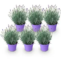 Green Boutiq - Gartenpflanze - Lavandula angustifolia Munstead - Lavendel - Winterhart - Lila - 6 Pflanzen - Topf 12cm - Höhe 15-25cm