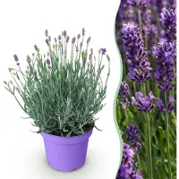 Green Boutiq GreenboutiQ - Gartenpflanze - Lavandula angustifolia Munstead - Lavendel - Winterhart - Violett - 1 Pflanze - Topf 12cm - Höhe 15-25cm