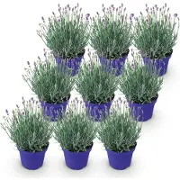 Green Boutiq GreenboutiQ - Gartenpflanze - Lavandula angustifolia Hidcote - Lavendel - Winterhart - Lila - 9 Pflanzen - Topf 12cm - Höhe 15-25cm