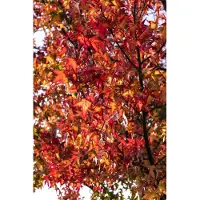 Pflanzen für Dich Liquidambar styraciflua 'Worplesdon', Amberbaum, 80–100 cm