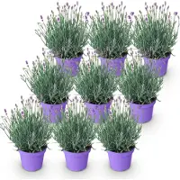 Green Boutiq GreenboutiQ - Gartenpflanze - Lavandula angustifolia Munstead - Lavendel - Winterhart - Lila - 9 Pflanzen - Topf 12cm - Höhe 15-25cm