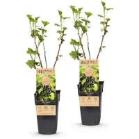 Green Boutiq - Obstpflanze - Ribes nigrum Titania - Beerenpflanze - Winterhart - Schwarze Johannisbeere - 2 Pflanzen - Topf 15cm - Höhe 50cm