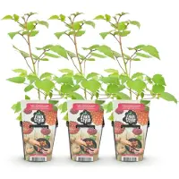 Green Boutiq GreenboutiQ - Obstpflanzen - Japanische Weinbeere - Rubus Phoenicolasius - Winterhart - 3 Pflanzen - Topf 9 cm - Rote Beere