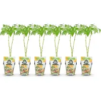 Green Boutiq GreenboutiQ - Obstpflanzen - Himbeere - Rubus idaeus Fallgold - Winterhart - 6 Pflanzen - Topf 9 cm - Gelbe Himbeere