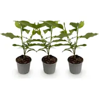 Green Boutiq GreenboutiQ - Gartenpflanze - Magnolia stellata - Blüte Weiß - 3 Pflanzen - Laubabwerfend - Wenig Pflege - Topf 12cm Höhe 30cm