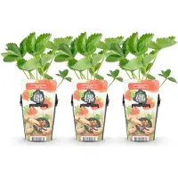 Green Boutiq GreenboutiQ - Obstpflanzen - Erdbeere - Fragaria Elvira - Winterhart - 3 Pflanzen - Topf 9 cm - Rote Erdbeere