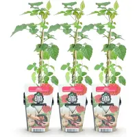 Green Boutiq GreenboutiQ - Obstpflanzen - Taybes - Rubus Tayberry - Winterhart - 3 Pflanzen - Topf 9 cm - Rote Früchte