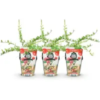 Green Boutiq GreenboutiQ - Obstpflanzen - Blaubeere - Vaccinium macrophylla Early Black - Winterhart - 3 Pflanzen - Topf 9 cm - Dunkelrote Beere
