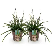 Green Boutiq GreenboutiQ - Ziergräser - Carex morrowii Irish Green - Grün & Gelb - 2 Pflanzen - Immergrün - Pflegeleicht - Topf 17cm Höhe 50cm