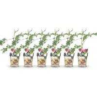 Green Boutiq GreenboutiQ - Obstpflanzen - Immergrüne Brombeere - Rubus Thornless Evergreen - Winterhart - 6 Pflanzen - Topf 9 cm - Schwarze Brombeere