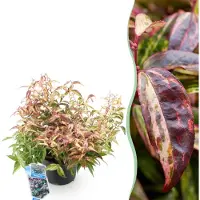 Green Boutiq GreenboutiQ - Gartenpflanze - Leucothoe Makijaz - Braun - 1 Pflanze - Immergrün - Wenig Pflege - Topf 17cm Höhe 35 - 45cm