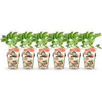 Green Boutiq GreenboutiQ - Obstpflanzen - Erdbeere - Fragaria Elvira - Winterhart - 6 Pflanzen - Topf 9 cm - Rote Erdbeere