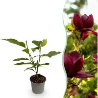 Green Boutiq GreenboutiQ - Gartenpflanze - Magnolia Genie - Blüte Lila - 1 Pflanze - Laubabwerfend - Wenig Pflege - Topf 12cm Höhe 30cm