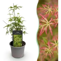 Green Boutiq GreenboutiQ - Gartenpflanze - Acer palmatum Seiryu - Grün 1 Pflanze - Laubabwerfend - Wenig Pflege - Topf 12cm Höhe 35cm