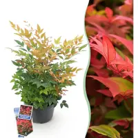 Green Boutiq GreenboutiQ - Gartenpflanze - Nandina Gulfstream - Orange - 1 Pflanze - Immergrün - Pflegeleicht - Topf 17cm Höhe 35 - 45cm