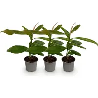 Green Boutiq GreenboutiQ - Gartenpflanze - Magnolia grandiflora - Blüte Weiß - 3 Pflanzen - Immergrün - Wenig Pflege - Topf 12cm Höhe 30cm