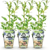 Green Boutiq GreenboutiQ - Obstpflanzen - Blaubeere - Vaccinium corymbossum Northland - Winterhart - 3 Pflanzen - Topf 9 cm - Blaubeere