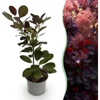 Green Boutiq GreenboutiQ - Gartenpflanze - Cotinus coggyria Royal Purple - Lila - 1 Pflanze - Laubabwerfend - Wenig Pflege - Topf 12cm Höhe 35cm