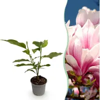 Green Boutiq GreenboutiQ - Gartenpflanze - Magnolia soulangeana - Blüte Rosa - 1 Pflanze - Laubabwerfend - Wenig Pflege - Topf 12cm Höhe 30cm