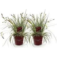 Green Boutiq GreenboutiQ - Ziergräser - Carex oshimensis Evergold - Gelb & Grün - 2 Pflanzen - Immergrün - Wenig Pflege - Topf 17cm Höhe 50cm