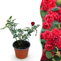 Green Boutiq - Garten Rose - Rosa Rote The Fairy - Rose - Winterhart - Rot - 1 Pflanze - Topf 12cm - Höhe 20-25cm