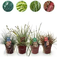 Green Boutiq GreenboutiQ - Ziergräser - 4 Pflanzen - Blau - Gelb - Grün - Rot - Immergrün - Wenig Pflege - Topf 17cm Höhe 50cm