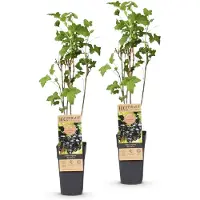 Green Boutiq - Obstpflanze - Ribes nigrum Ben Nevis - Beerenpflanze - Winterhart - Schwarze Johannisbeere - 2 Pflanzen - Topf 15cm - Höhe 50cm