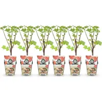 Green Boutiq GreenboutiQ - Obstpflanzen - Rote Johannisbeere - Ribes rubrum Jonkheer van Tets - Winterhart - 6 Pflanzen - Topf 9 cm - Rote Johannisbeere