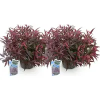 Green Boutiq GreenboutiQ - Gartenpflanze - Leucothoe Burning Love - Rot - 2 Pflanzen - Immergrün - Wenig Pflege - Topf 17cm Höhe 35 - 45cm