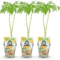 Green Boutiq GreenboutiQ - Obstpflanzen - Himbeere - Rubus idaeus Fallgold - Winterhart - 3 Pflanzen - Topf 9 cm - Gelbe Himbeere