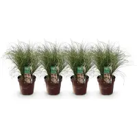 Green Boutiq GreenboutiQ - Ziergräser - Carex comans Frosted Curls - Grün - 4 Pflanzen - Immergrün - Wenig Pflege - Topf 17cm Höhe 50cm