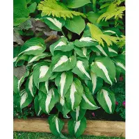 Pflanzen für Dich Hosta x cult. 'Night before Christmas', Funkie, grün-weiß, ca. 11x11 cm Topf
