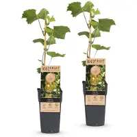 Green Boutiq - Obstpflanze - Vitis vinifera Lakemont - Weintraubenpflanze - Winterhart - Goldgelbe Traube - 2 Pflanzen - Topf 15cm - Höhe 50cm